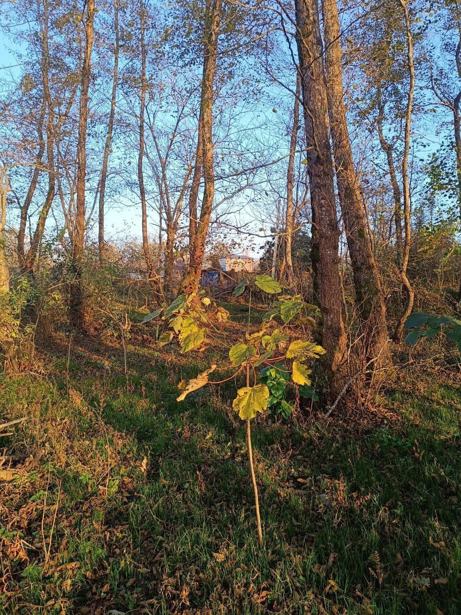 Land For Sale. Grigoleti