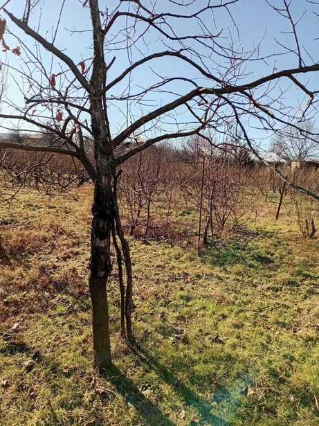 Land For Sale. Tsinandali