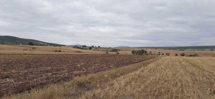 Land For Sale. Samtavisi