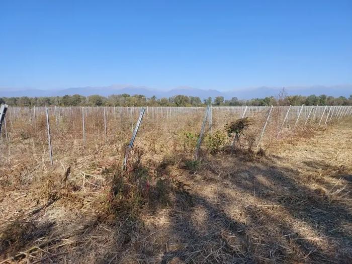 Land For Sale. Gurjaani