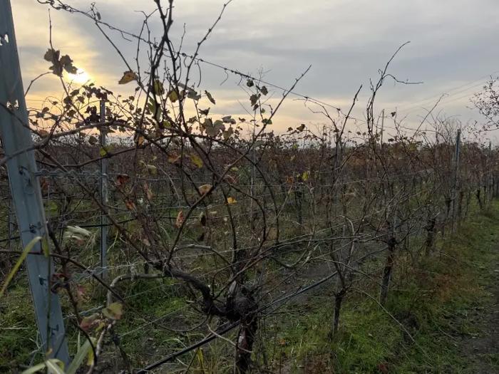 Land For Sale. Gurjaani