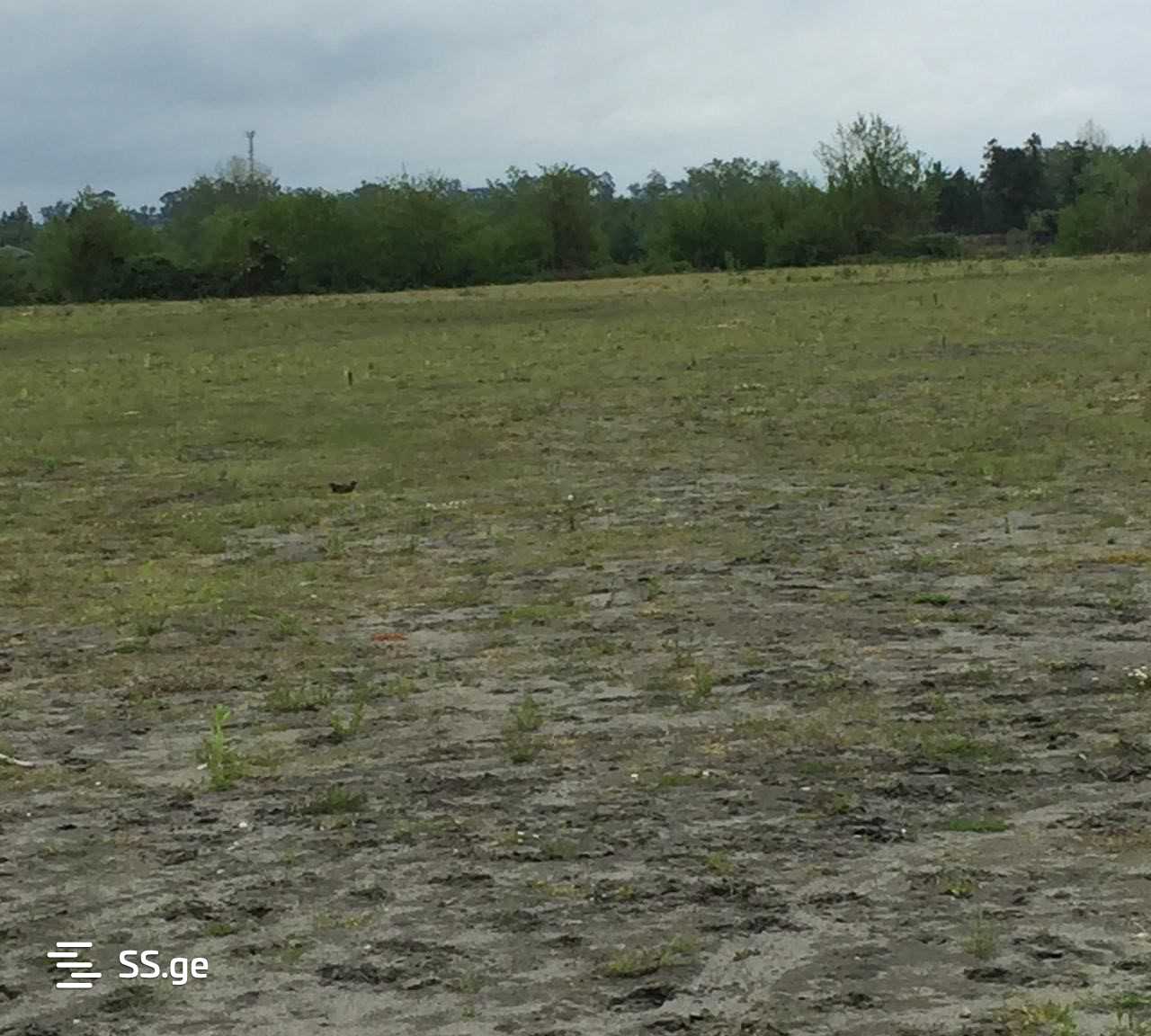 Land For Sale. Zugdidi view 3