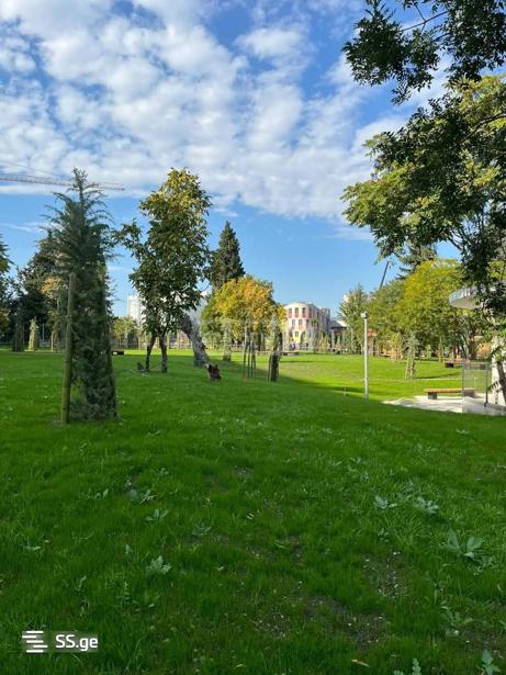 https://static.ss.ge/20260203/11_fa5c0730-4d8a-4f43-8f98-72bba8e8a92f_Thumb.jpg
