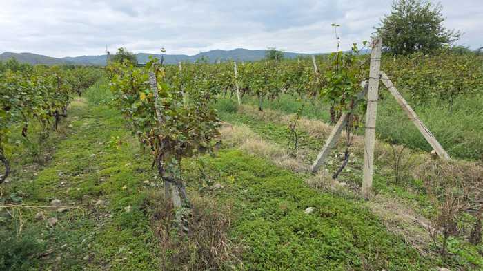 Land For Sale. Dzveli Anaga