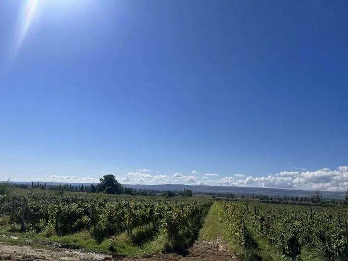 Land For Sale. Tokhliauri