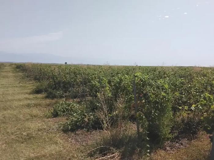 Land For Sale. Tsnori