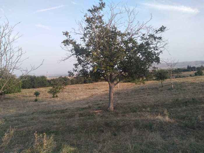 Land For Sale. Kvemo Teleti