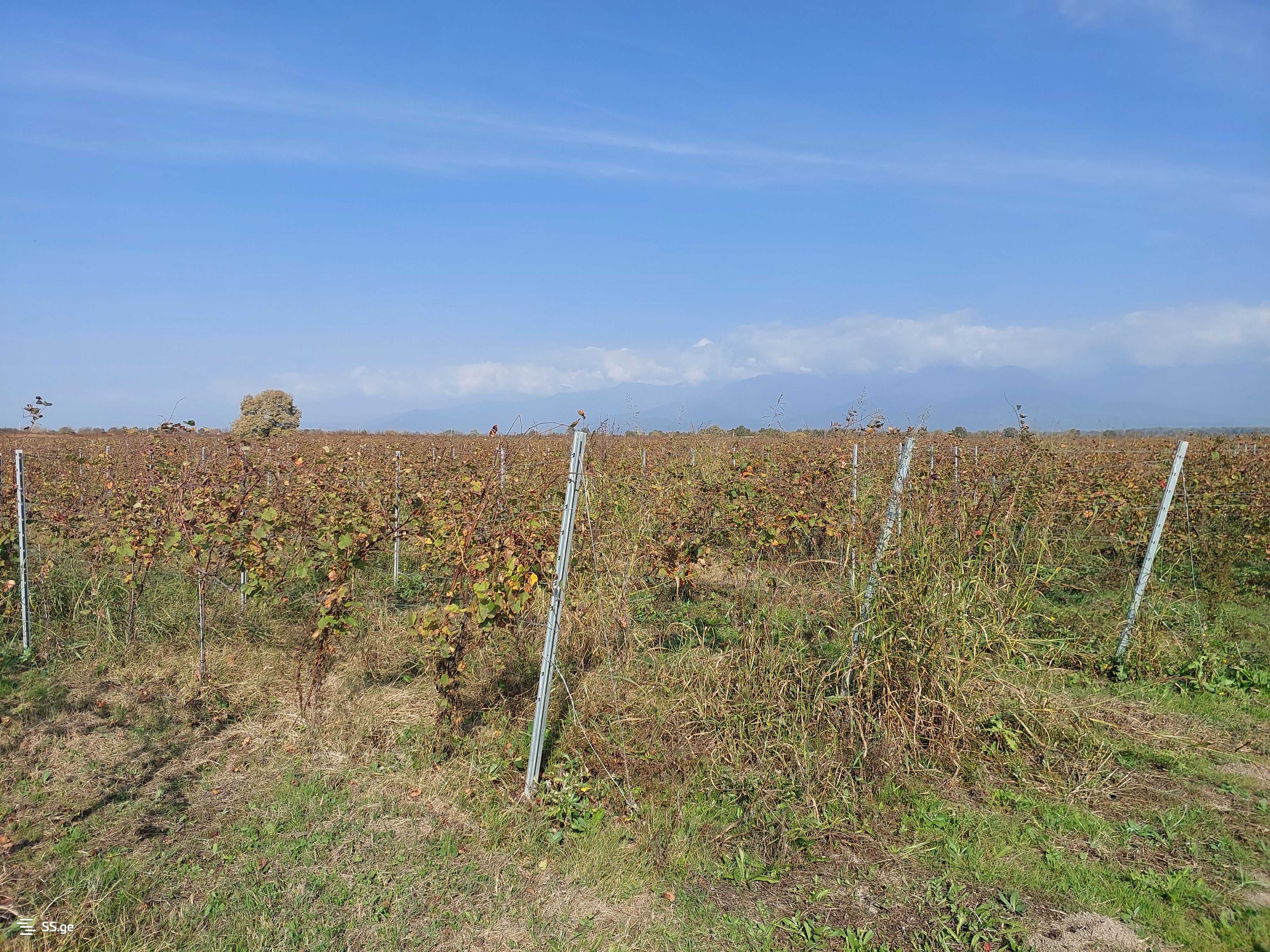 For Sale Sasoplo-Sameurneo Land Plot Gurjaanshi view 10