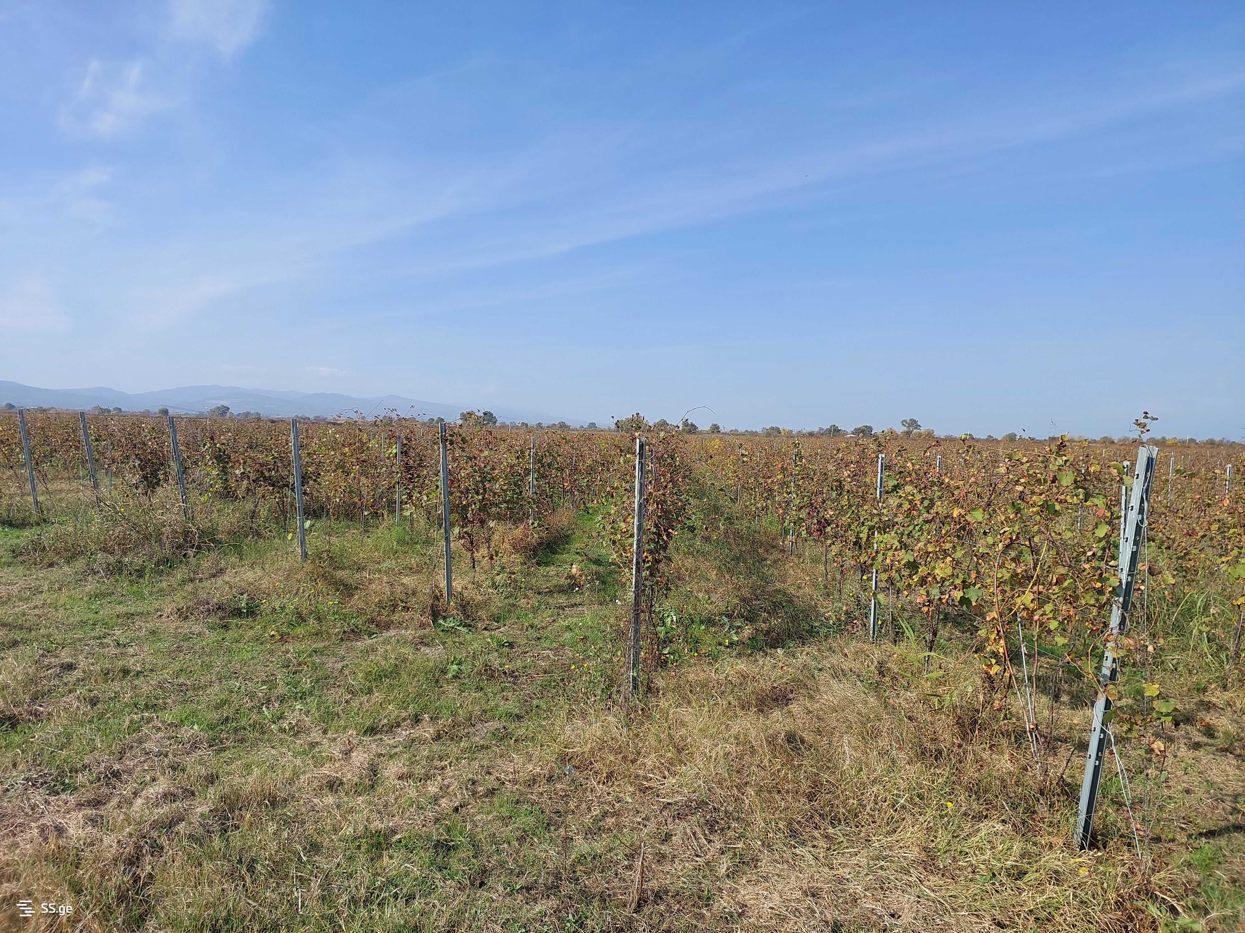 For Sale Sasoplo-Sameurneo Land Plot Gurjaanshi view 9
