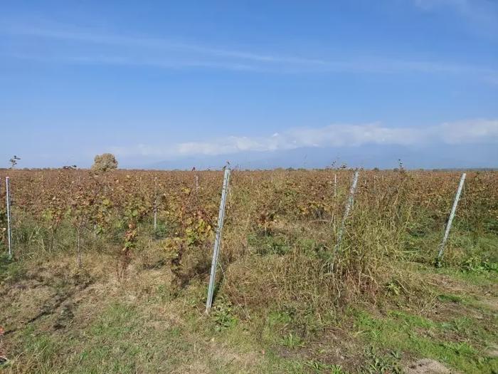 Land For Sale. Gurjaani