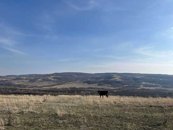 Land For Sale. Sagarejo