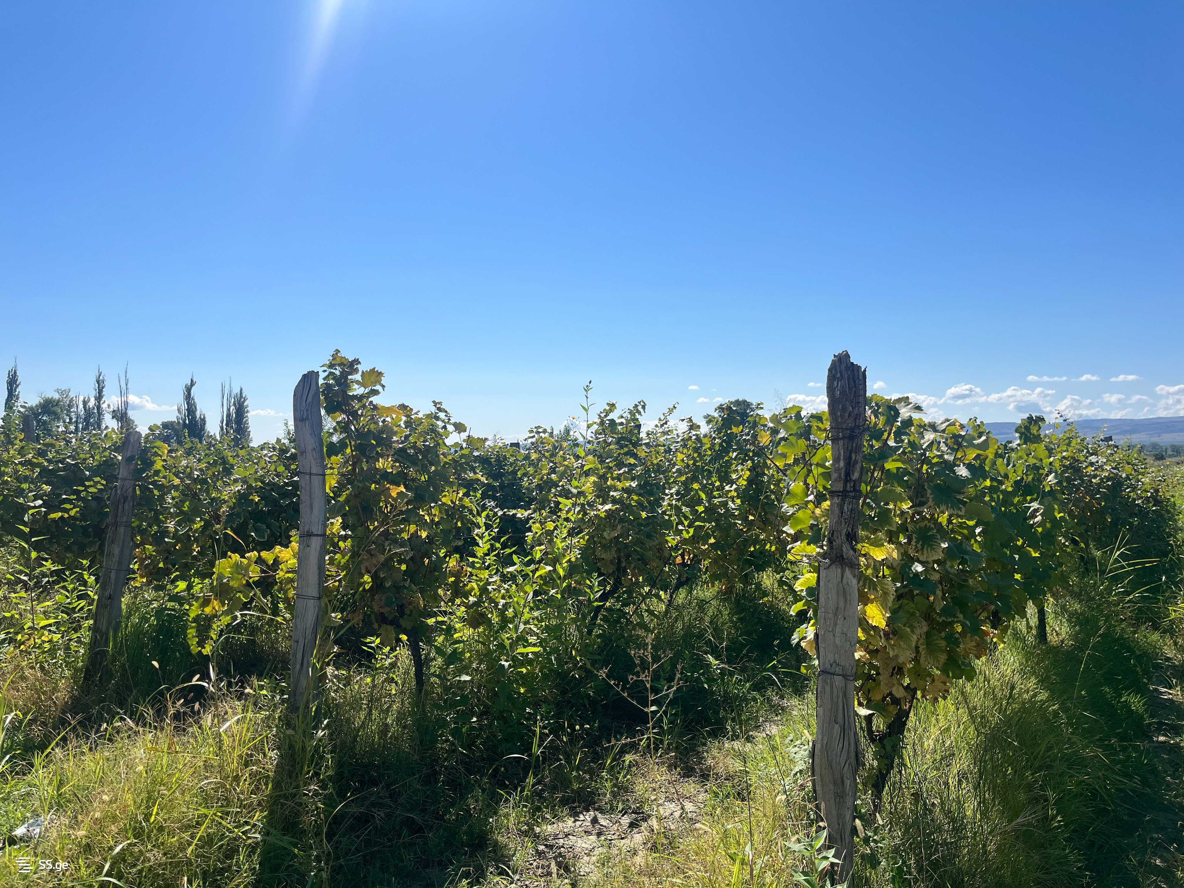 Land For Sale. Sagarejo view 1