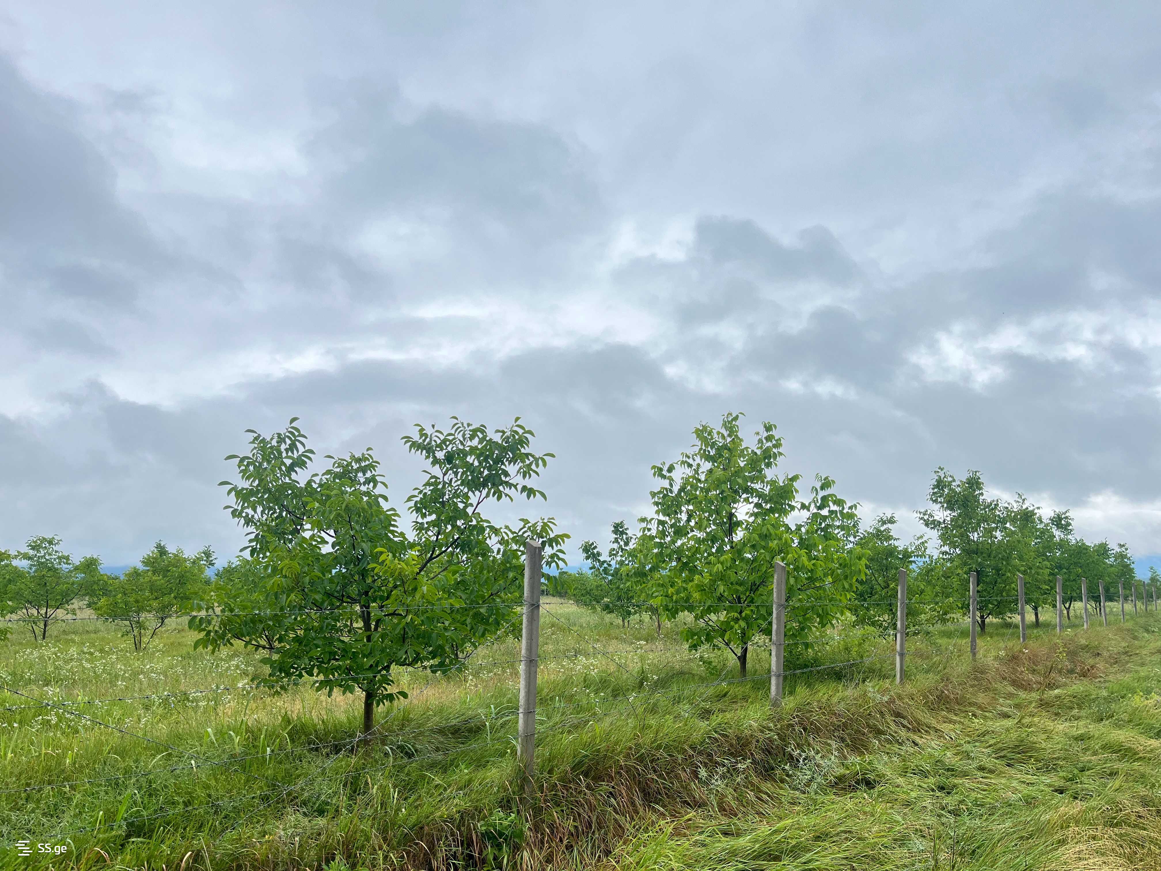 Agricultural Plot For Sale In Akhmeta view 7