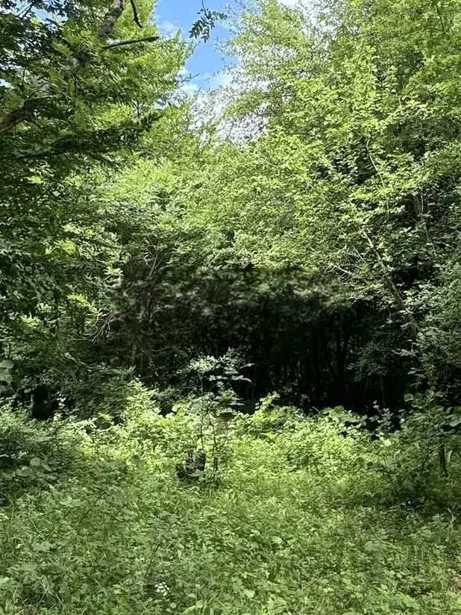 Land For Sale. Tskhvarichamia