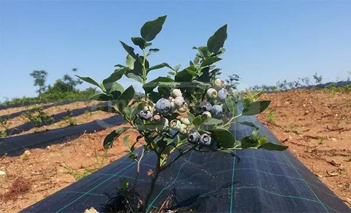 Land For Sale. Abastumani