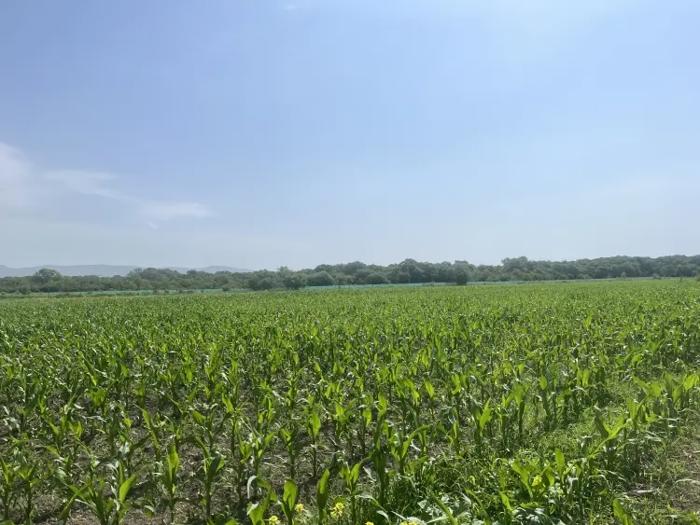 Land For Sale. Giorgitsminda