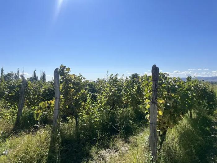 Land For Sale. Tokhliauri