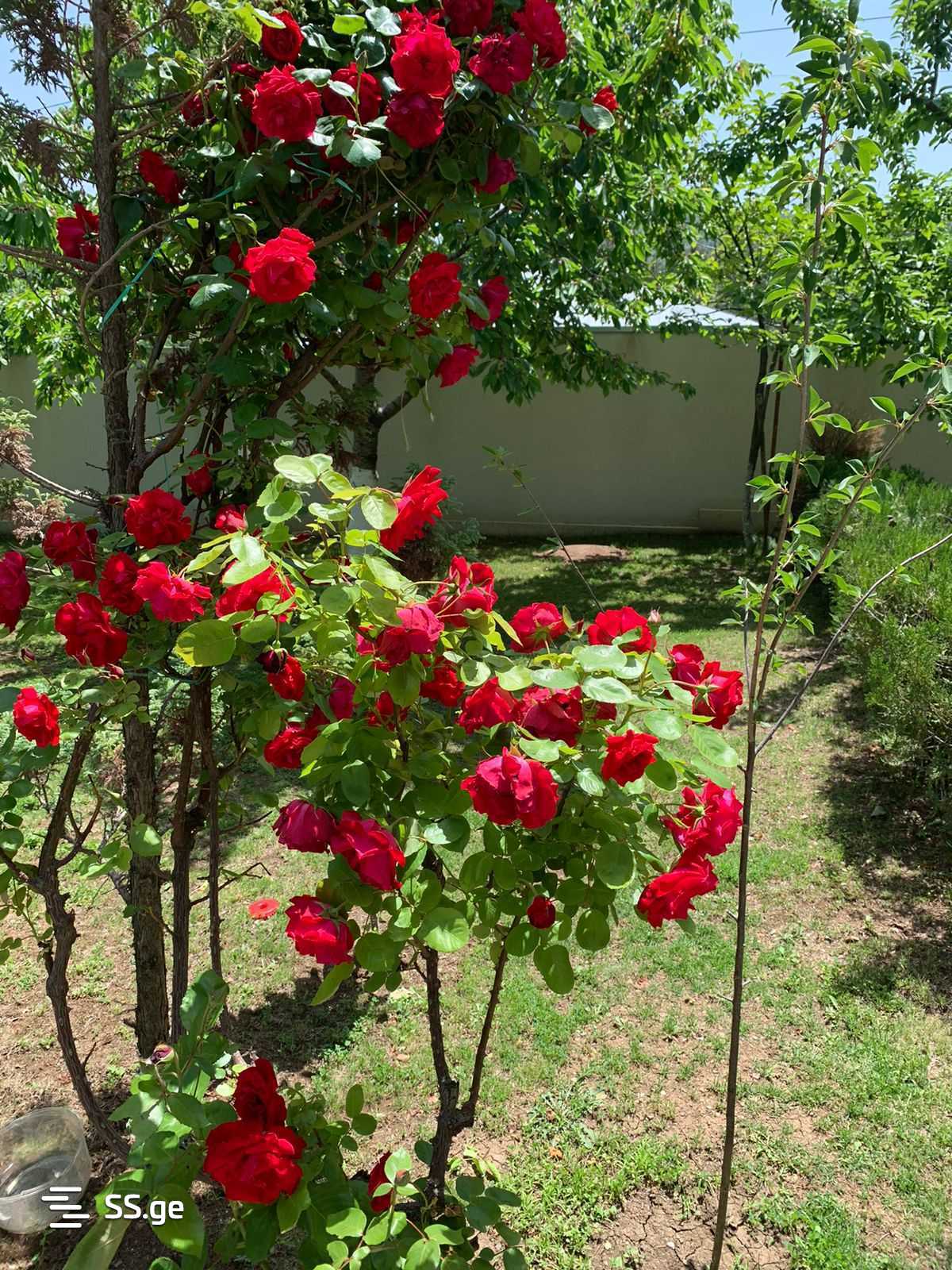 Private House For Sale. Okrokana view 10