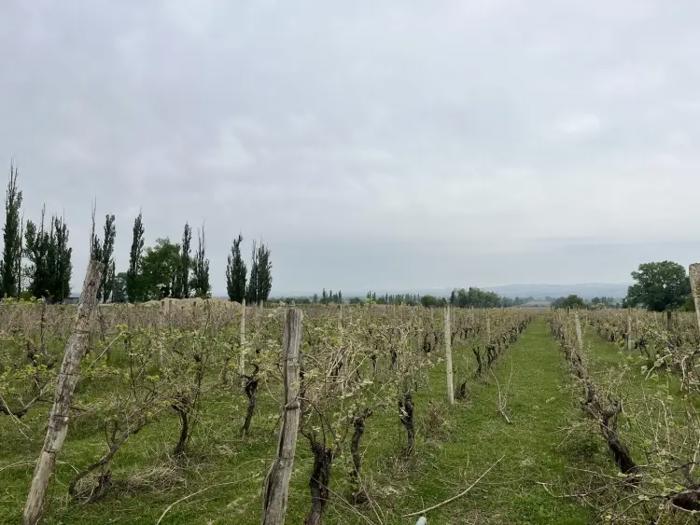 Land For Sale. Tokhliauri