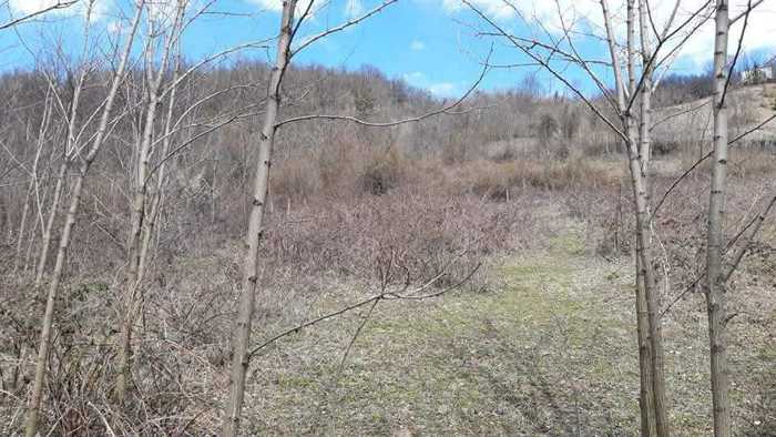 Land For Sale. Ambrolauri 