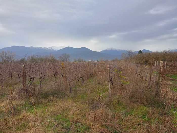 Land For Sale. Kvareli