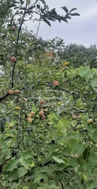 Land For Sale. Norio