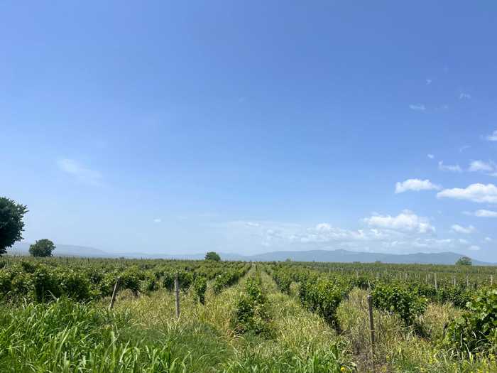 Land For Sale. Sagarejo