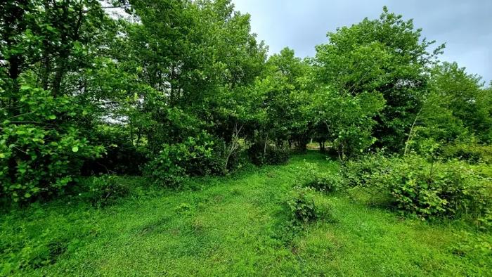 Land For Sale. Zemo Natanebi