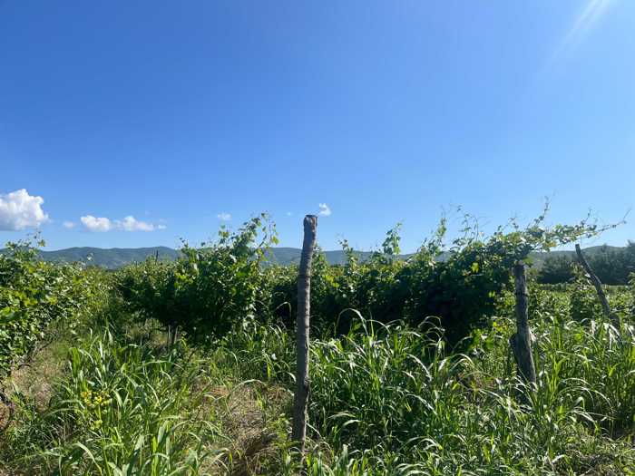 Land For Sale. Sagarejo