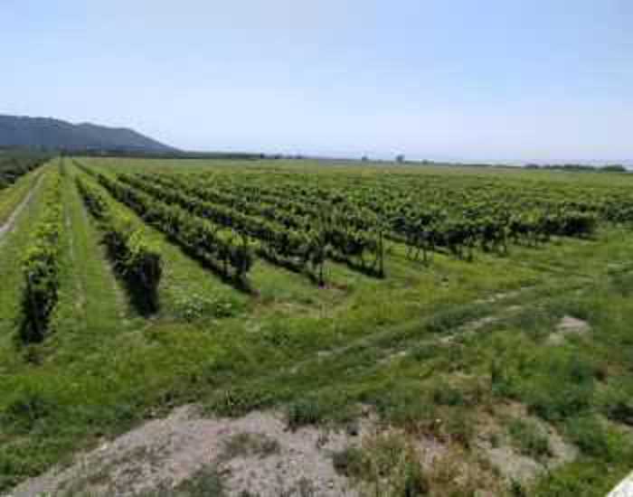 Land For Sale. Kvareli