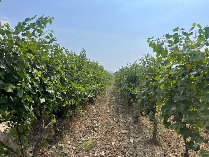 Land For Sale. Sagarejo