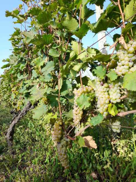 Land For Sale. Kvareli