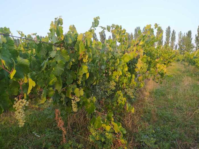 Land For Sale. Vaziani