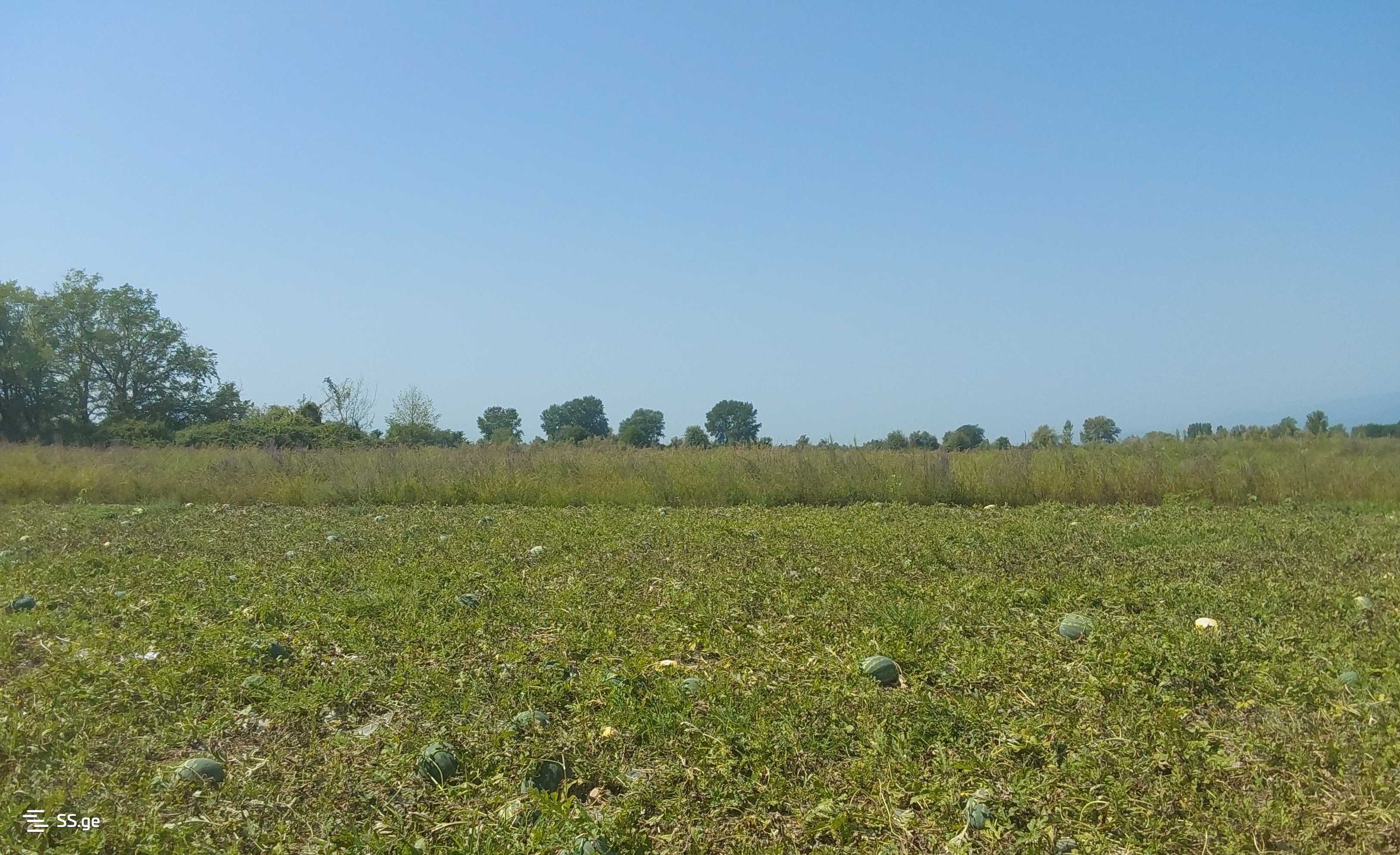 For Sale Sasoplo-Sameurneo Land Plot Lagodekhshi view 6