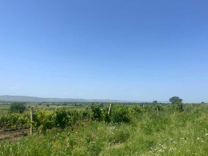 Land For Sale. Sagarejo