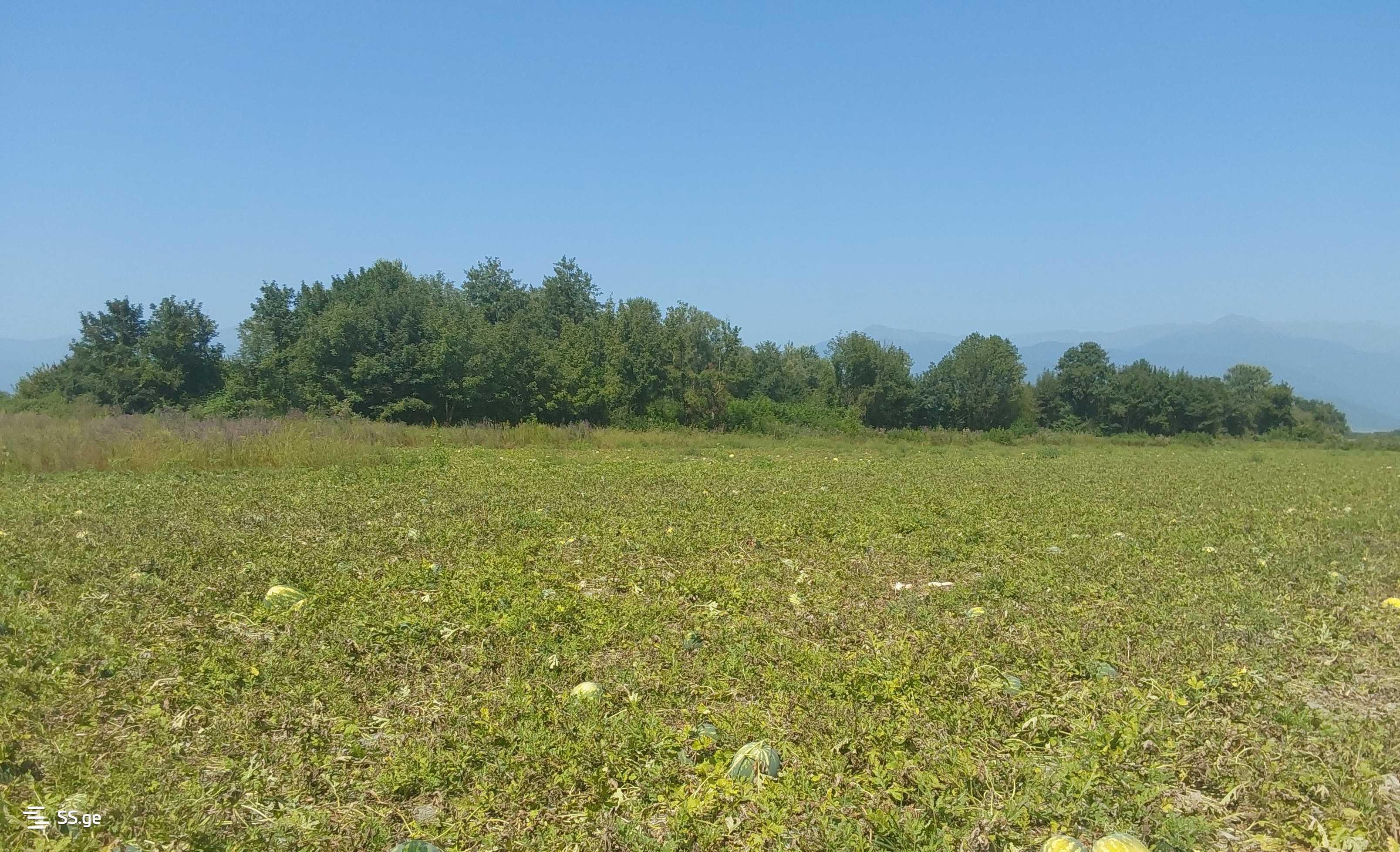 For Sale Sasoplo-Sameurneo Land Plot Lagodekhshi view 5