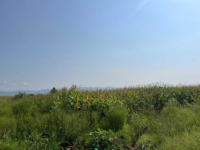 Land For Sale. Sagarejo