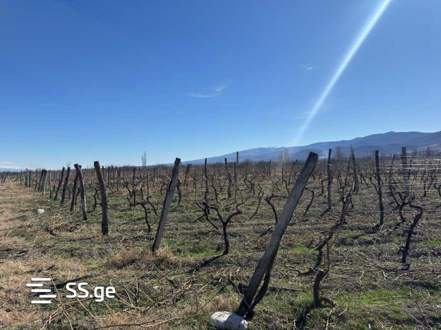 Land For Sale. Akhmeta view 2