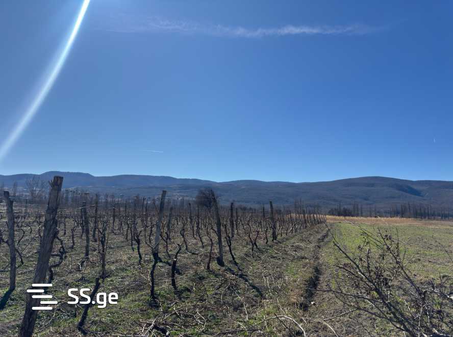 Land For Sale. Akhmeta view 4