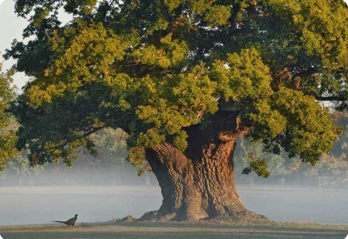 Land For Sale. Pantiani