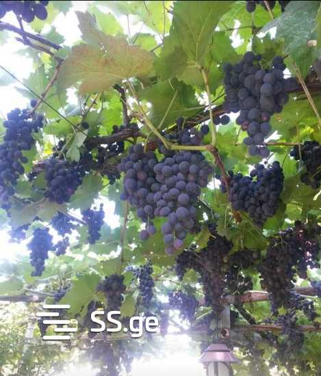 იყიდება 5-ოთახი Summer Cottage view 5