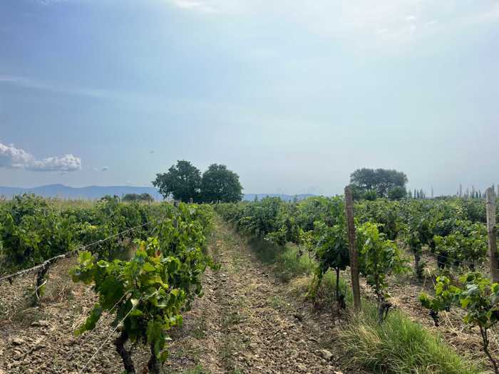 Land For Sale. Sagarejo