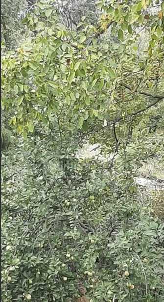 Land For Sale. Norio