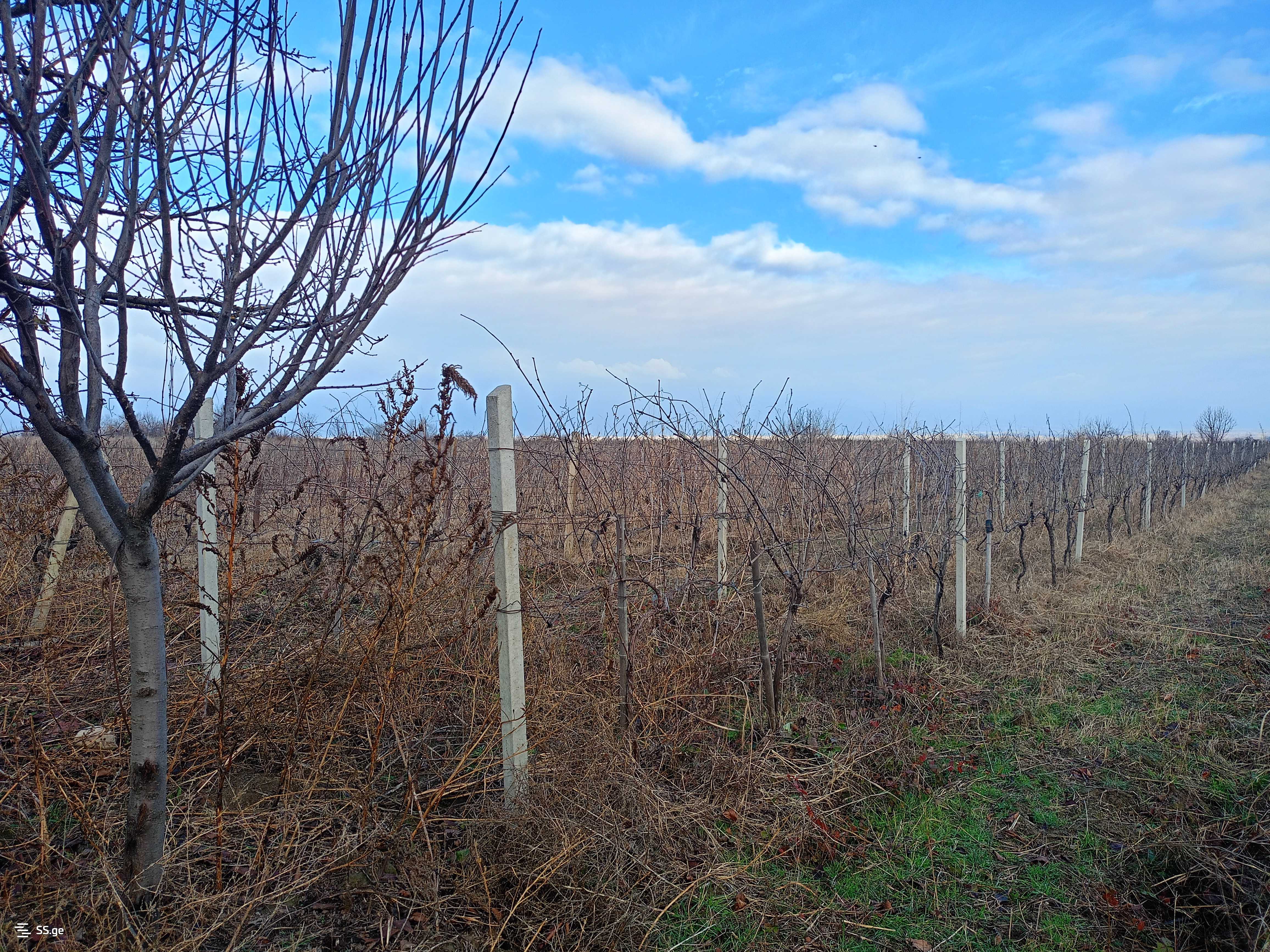 Land For Sale. Gurjaani view 1