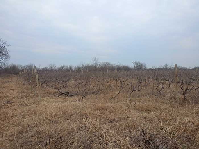 Land For Sale. Gurjaani