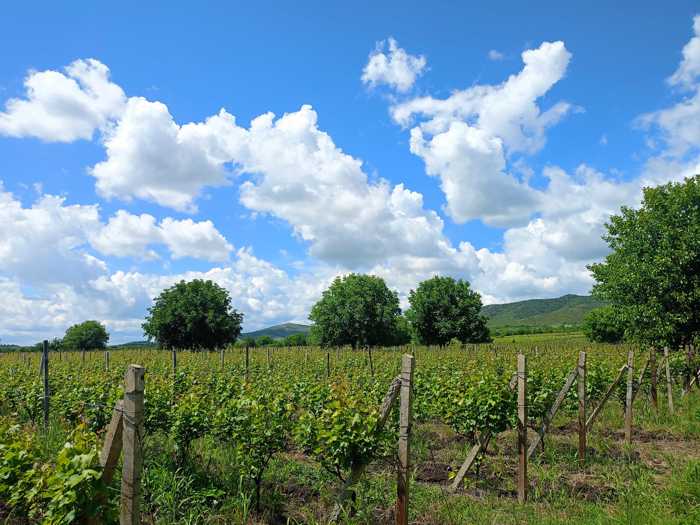 Land For Sale. Sagarejo