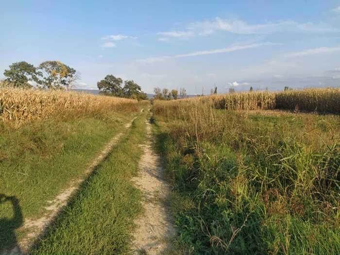Land For Sale. Tokhliauri