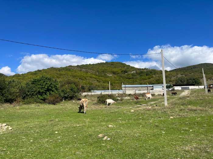 Land For Sale. Sagarejo