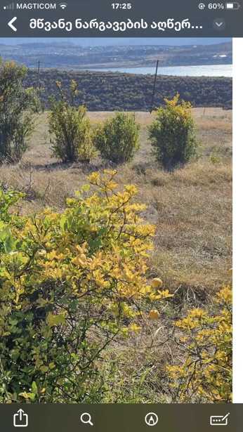 https://static.ss.ge/20260306/1_f66100cb-9bef-4540-ad77-b7b4c58a4a1c_Thumb.jpg