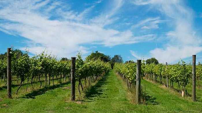 Land For Sale. Napareuli